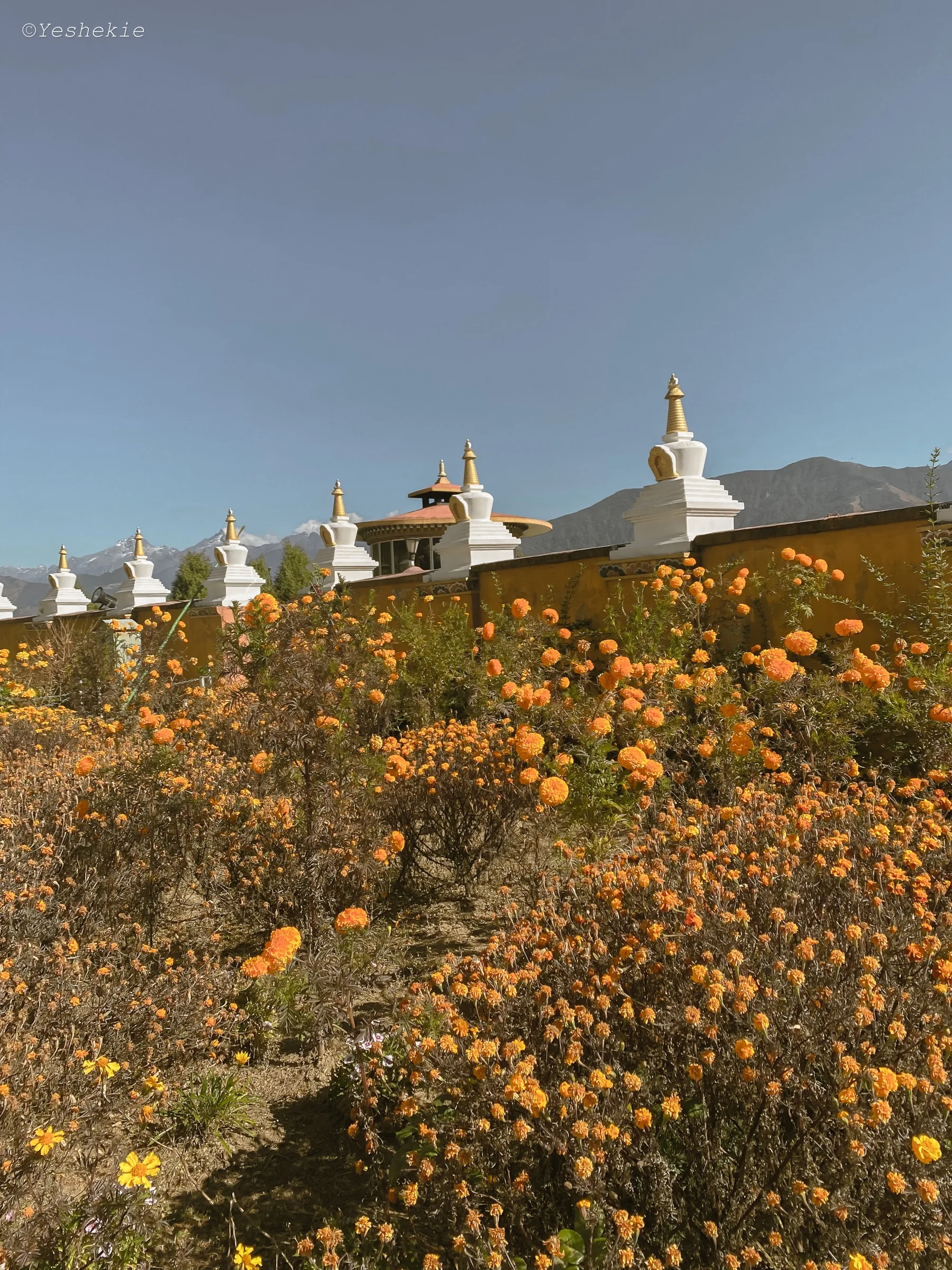 Marigolds and winter sun beneath the chortens in Paro, Bhutan