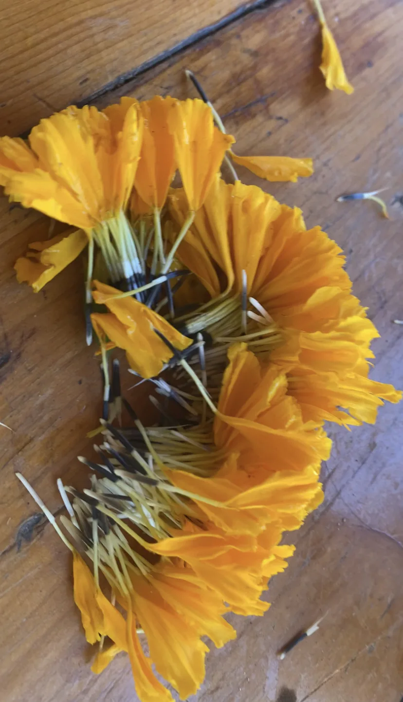 Marigold heads gathered for eco-printing