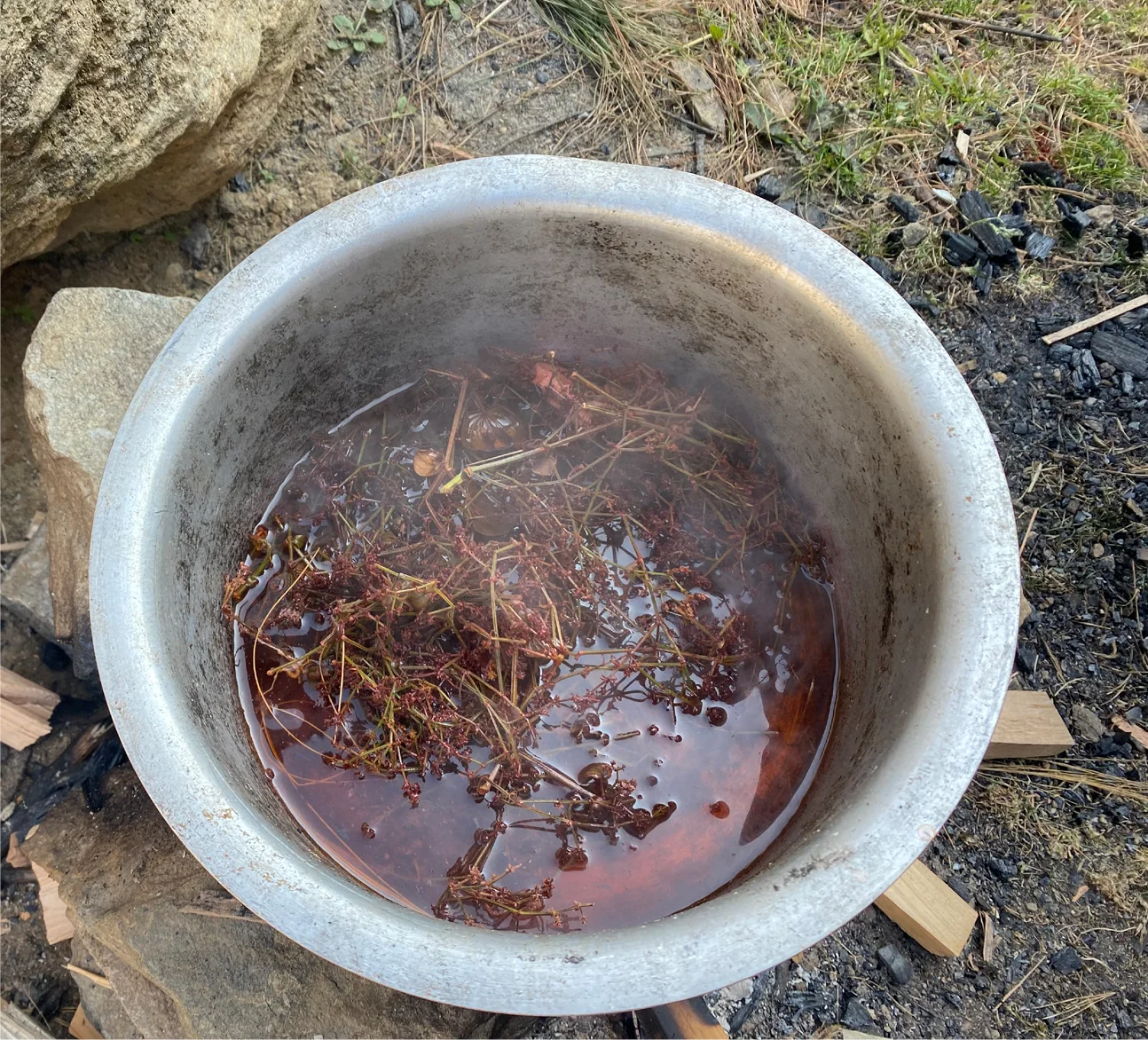 The dye bath, roots steeping in a reddish vat