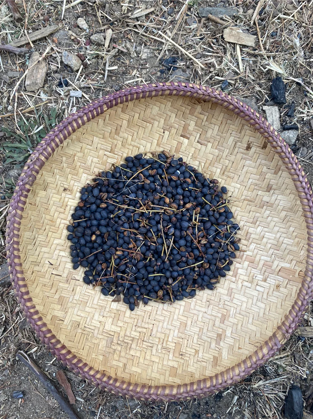 Dark wild berries dried in a cane basket