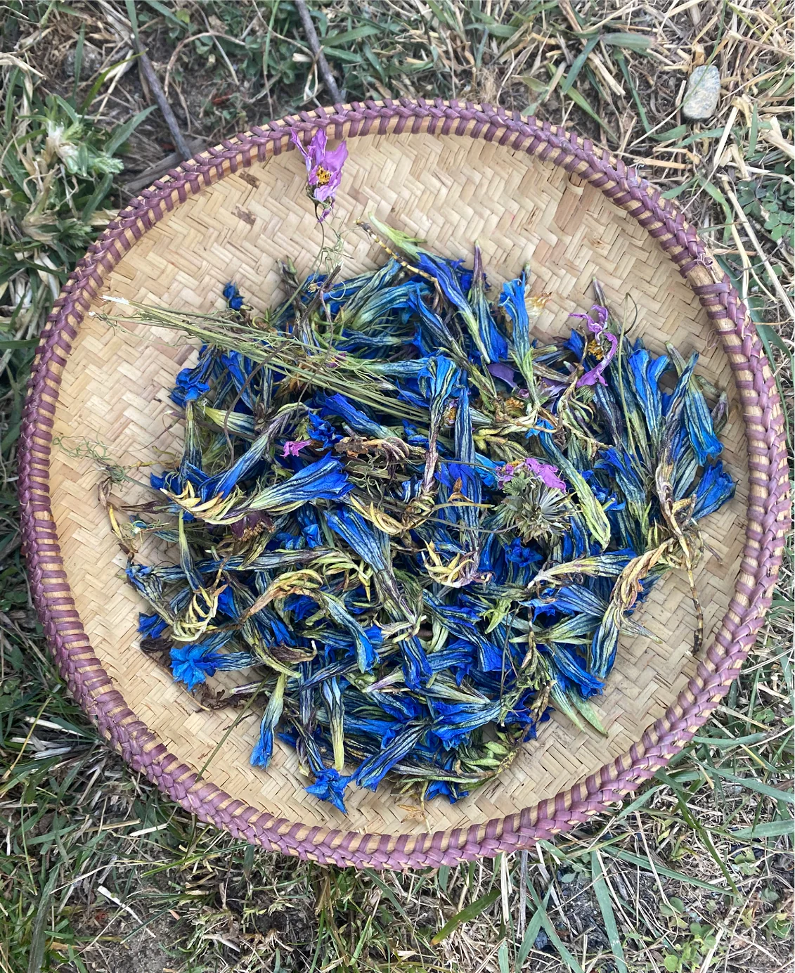 Cornflower petals gathered in a cane basket