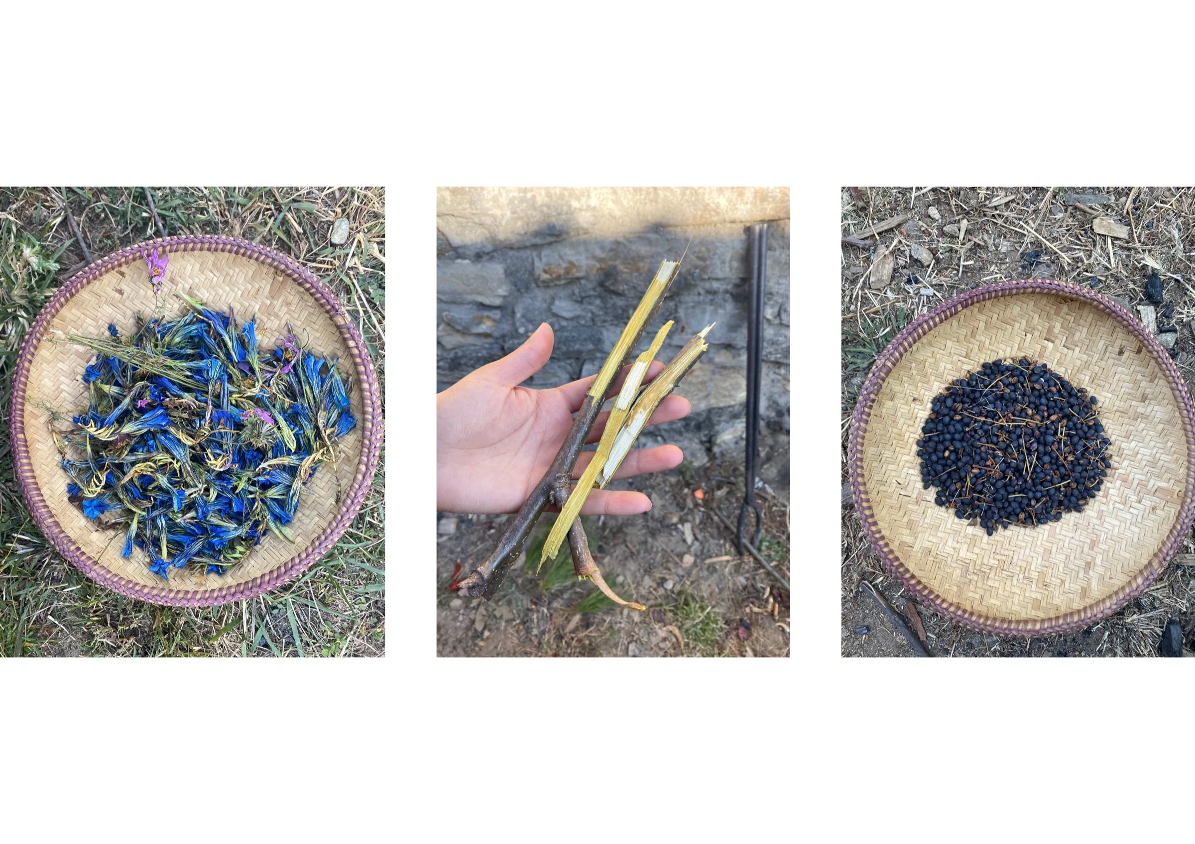 Dye materials gathered in cane baskets, cornflowers, roots and dark berries