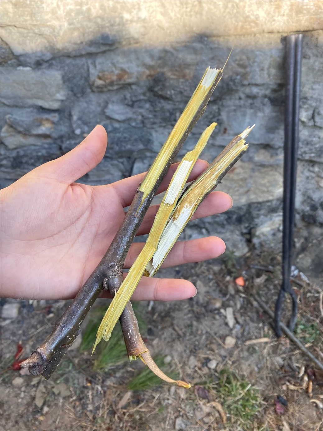 Dye-giving roots and stems held in the hand
